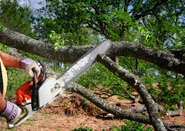 Best Tree Cabling and Bracing  in Tonka Bay, MN