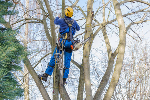 Best Tree Risk Assessment  in Tonka Bay, MN