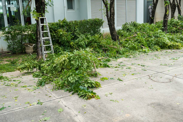 Best Leaf Removal  in Tonka Bay, MN