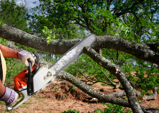 Best Tree Mulching  in Tonka Bay, MN